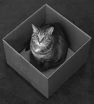 El gato de Schrödinger