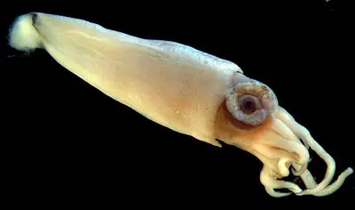 calamar gigante