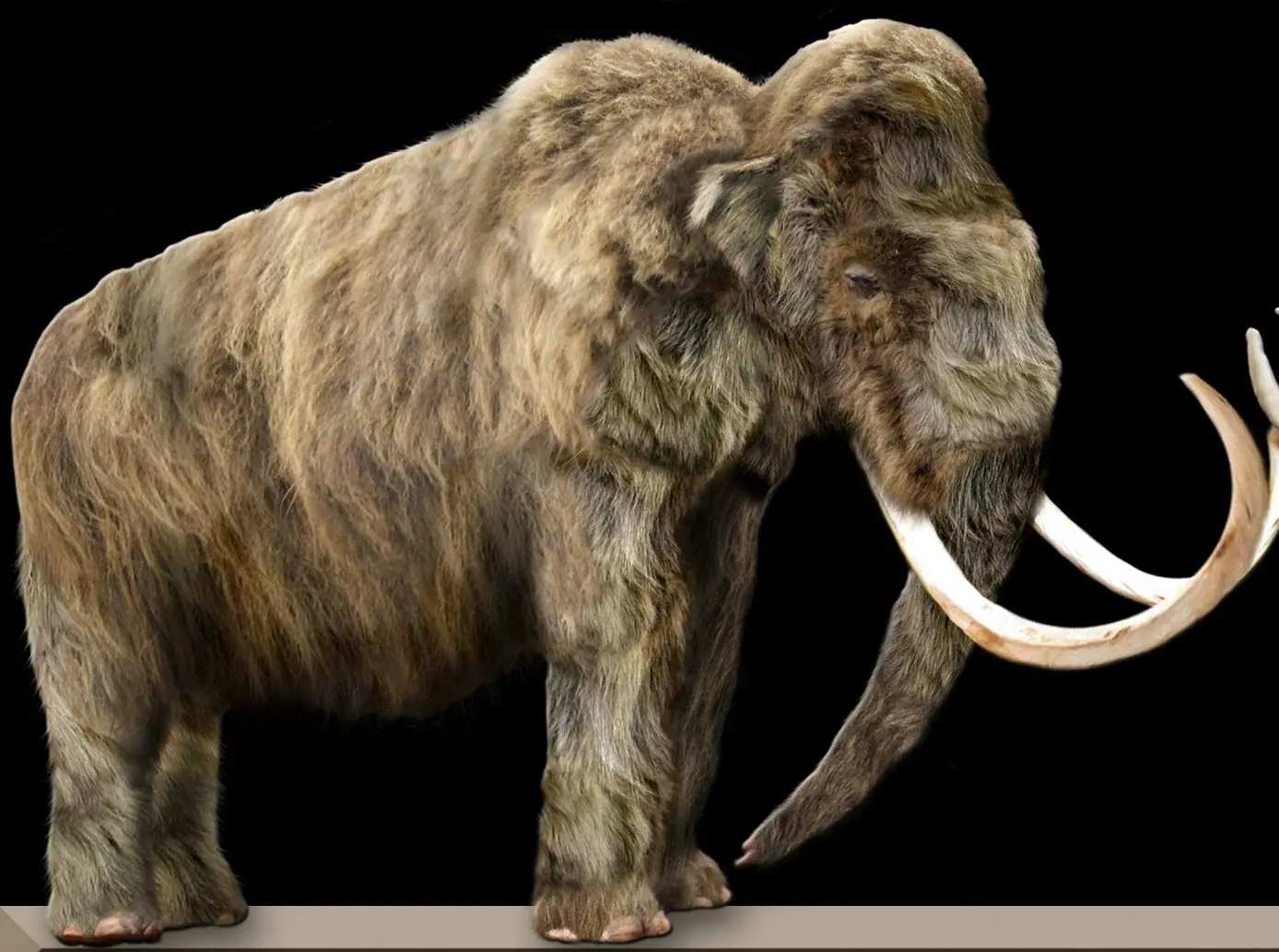 Animales