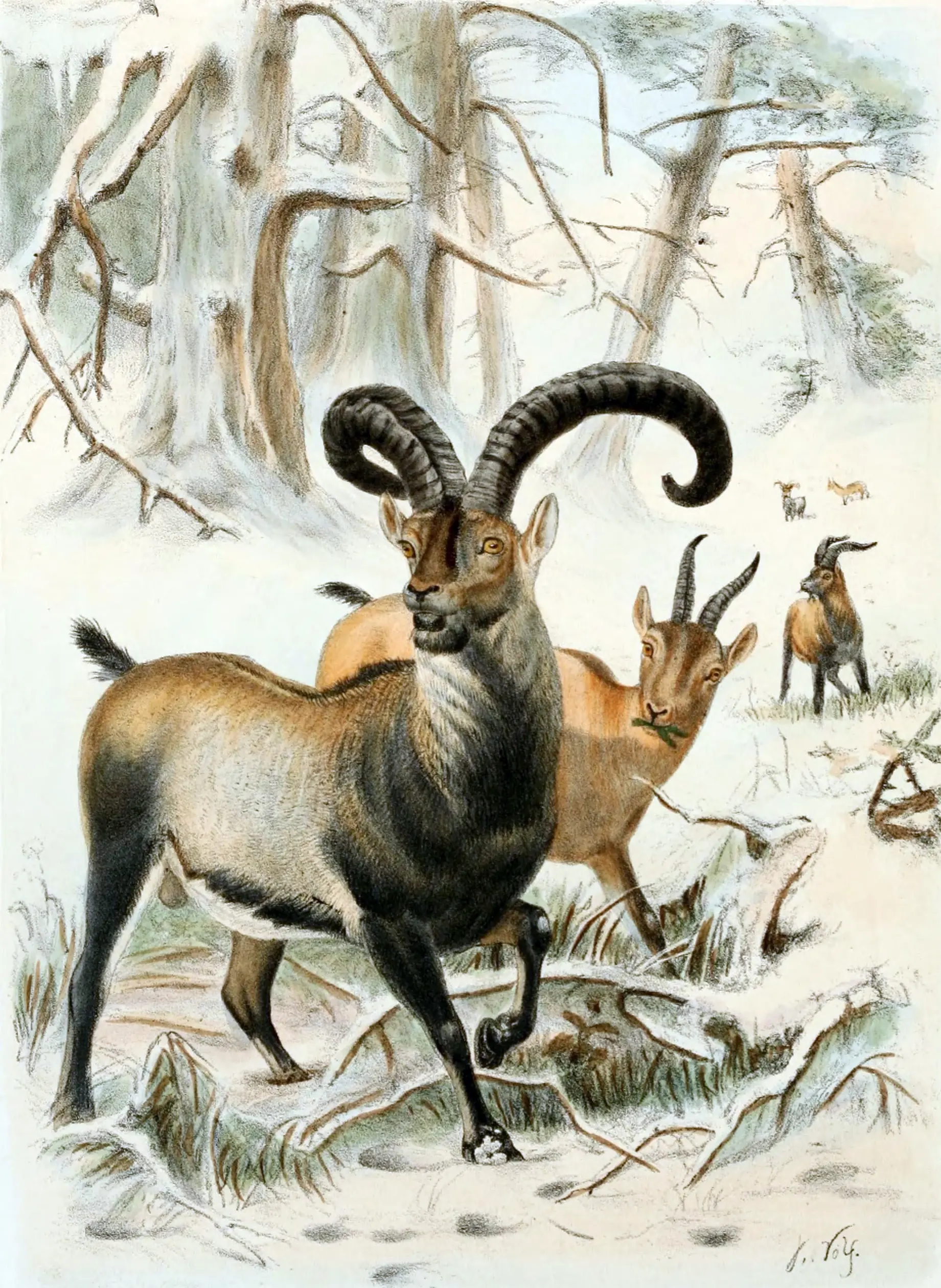 extincion