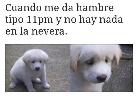 humor venezolano