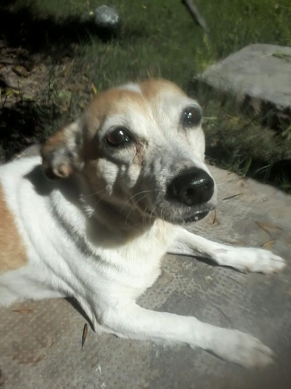 perro