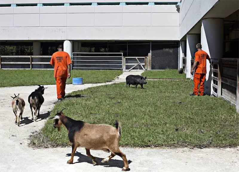 Crean Zoologico en una Carcel