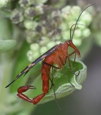 Animales voladores que quizá no imaginaste que lo eran