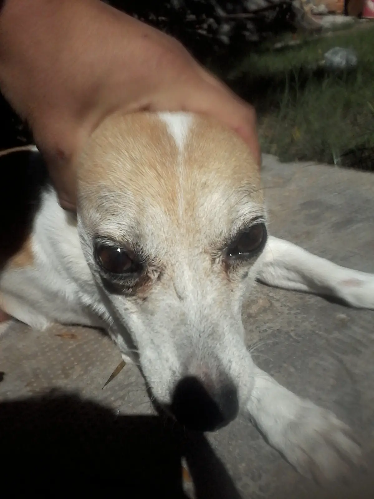 abuelo