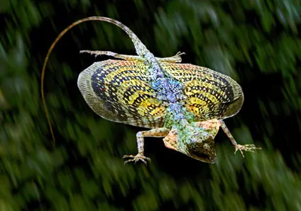 Animales