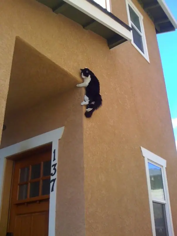 gatos