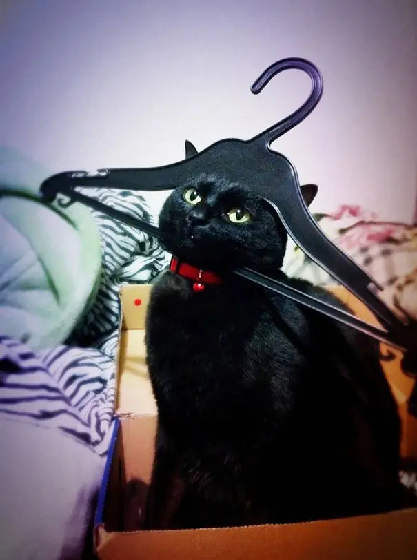 peludo