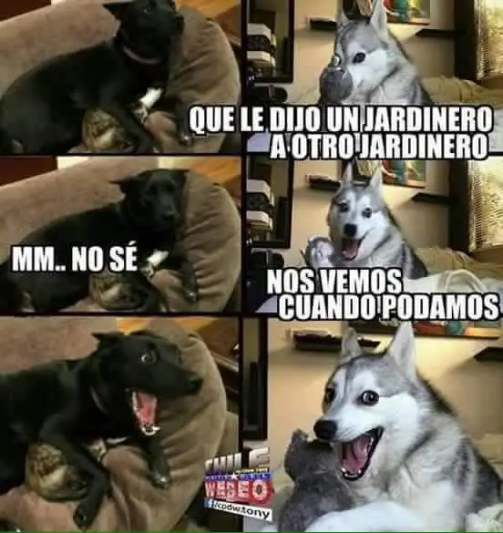 HUMOR