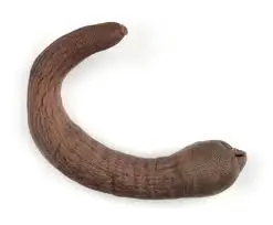 Te comerías este pez?