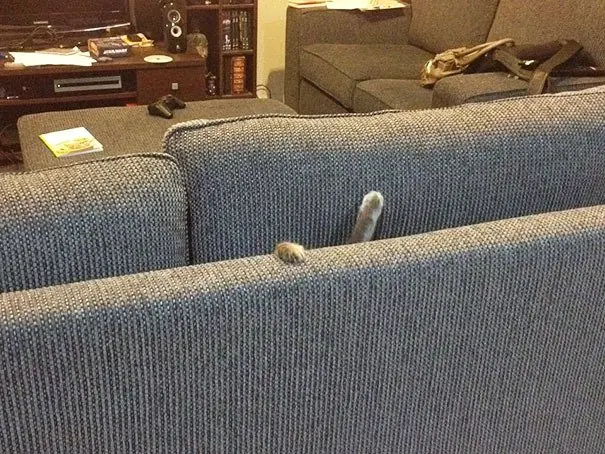 peludo