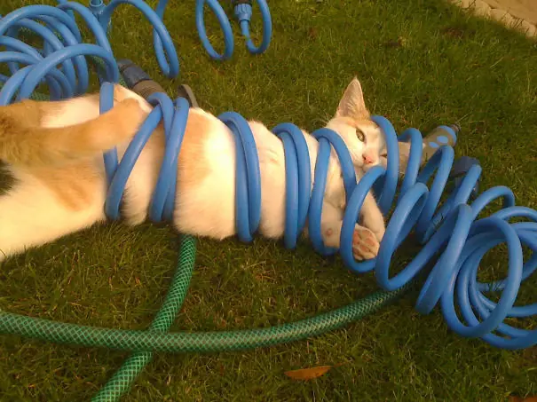 risa