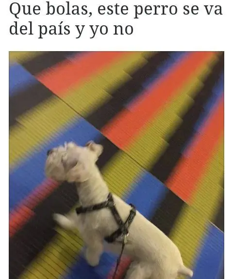 humor venezolano