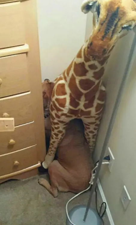 Mascotas a las que mintieron para llevarlos al veterinario