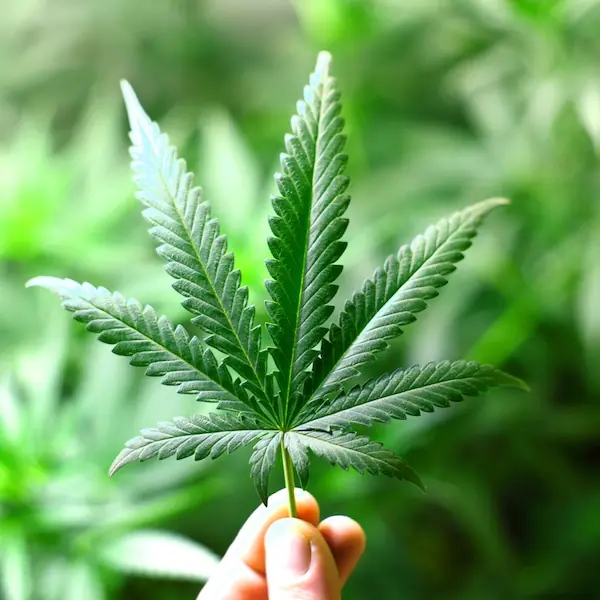 medicinal