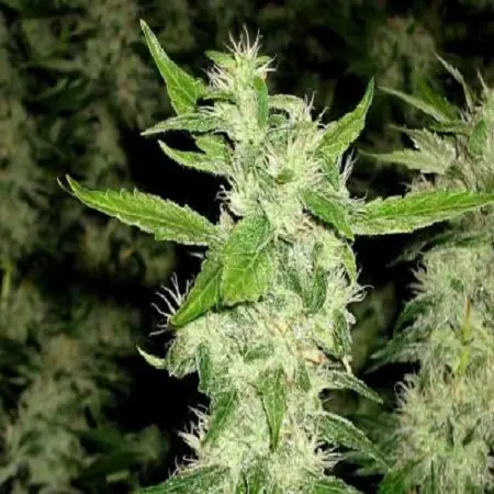 Chile se prepara para la guerra