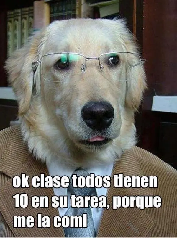 Son el alma de la casa, lince (mascotas)