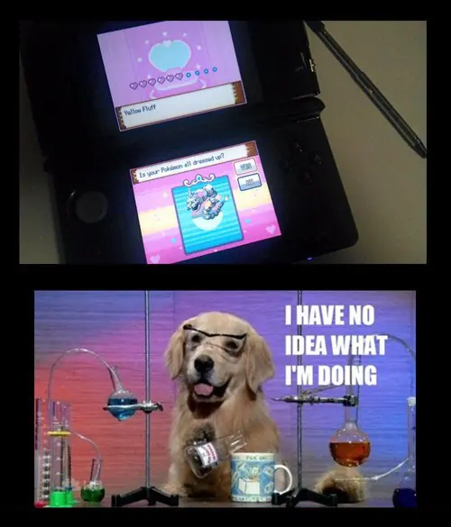 perros
