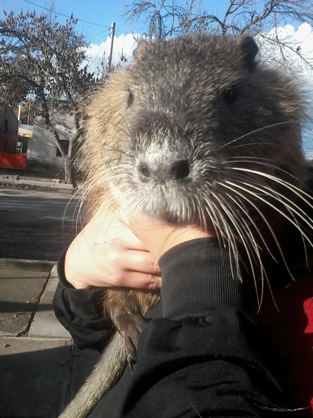 Te muestro como está ahora mi nutria mochilera: POLL