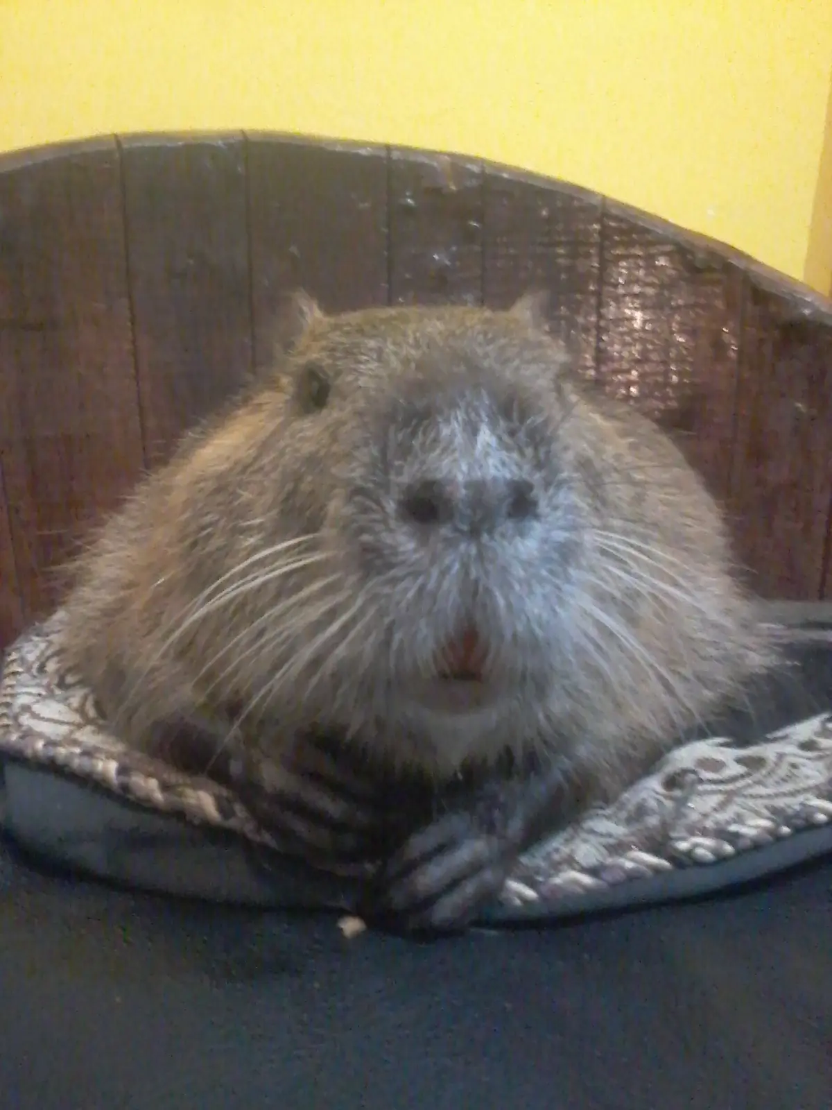 Myocastor coypus Myocastor coypus