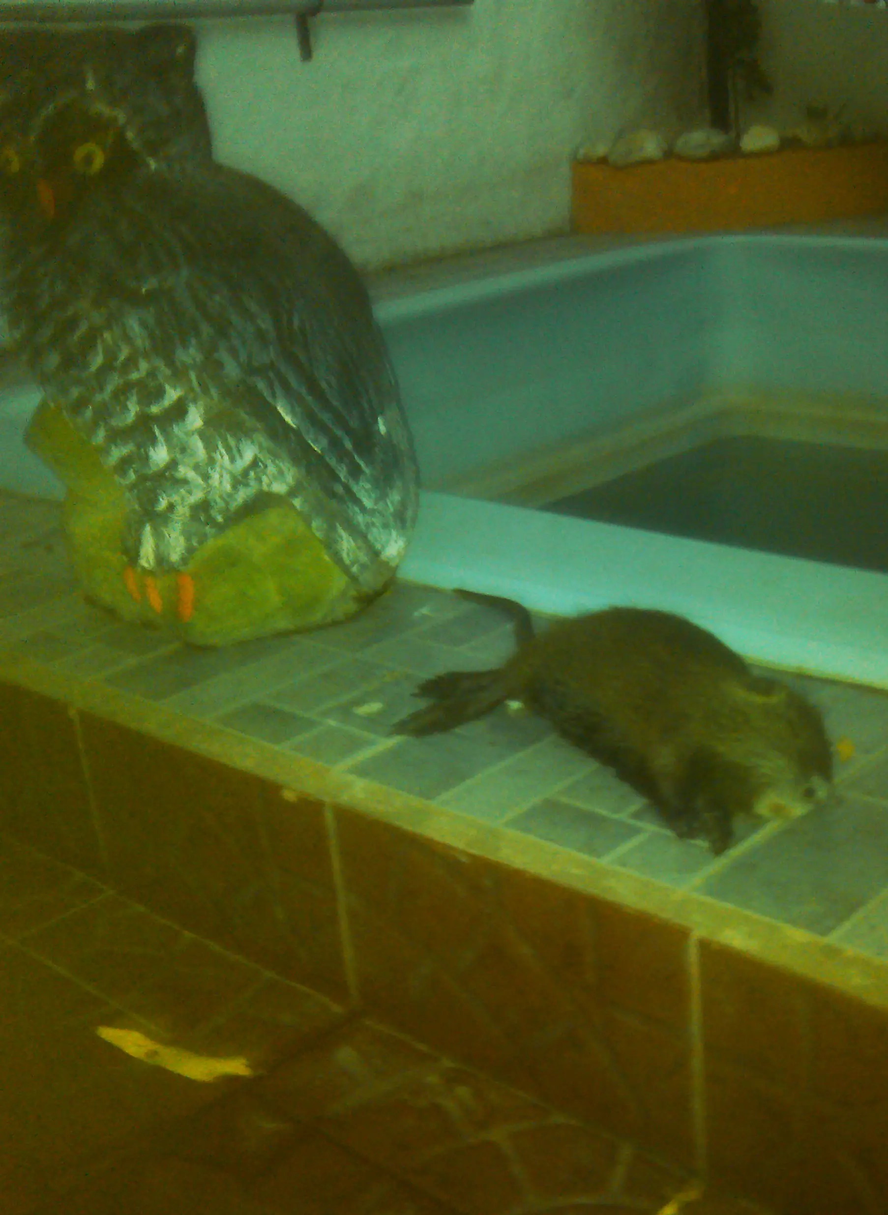 Te muestro como está ahora mi nutria mochilera: POLL