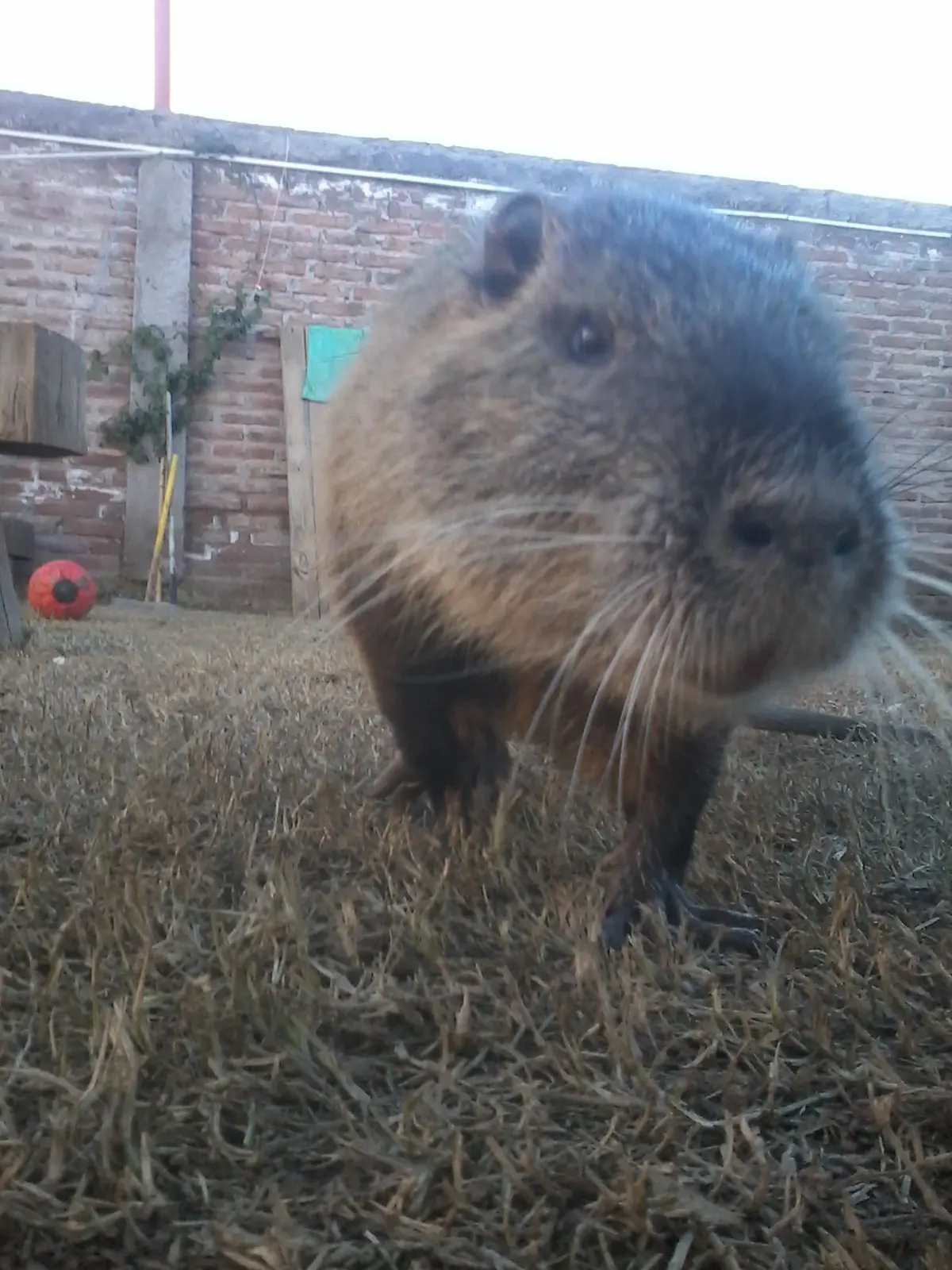 Myocastor coypus