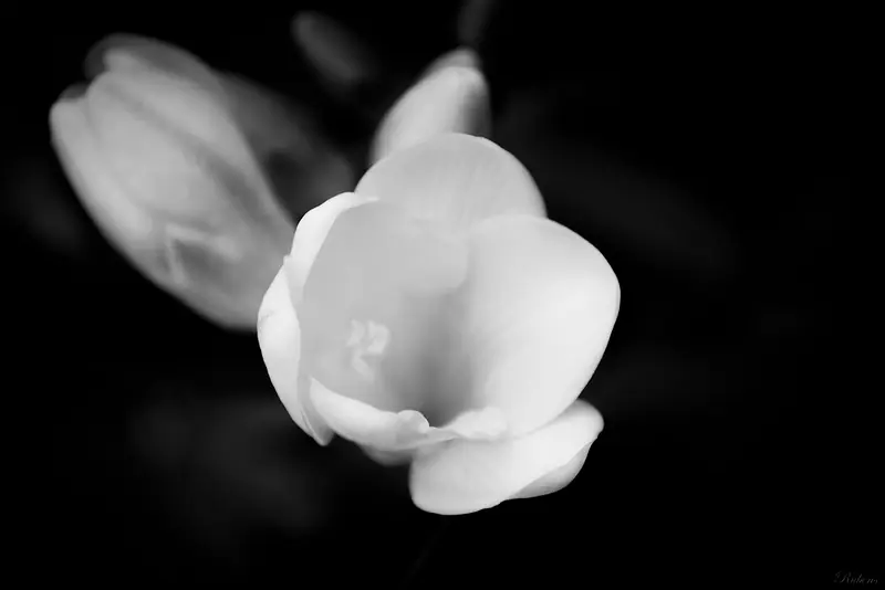 Fotografías propias - Nikon D3100 - 2