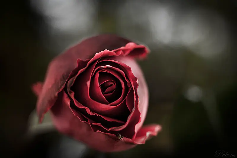 Fotografías propias - Nikon D3100 - 2