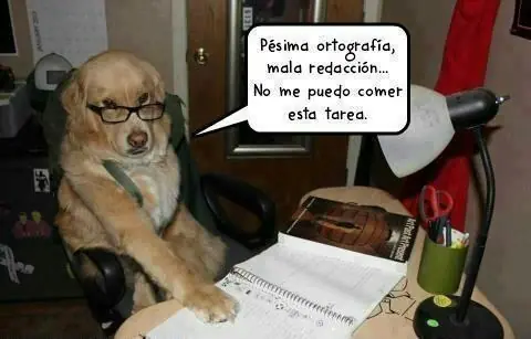 gatos