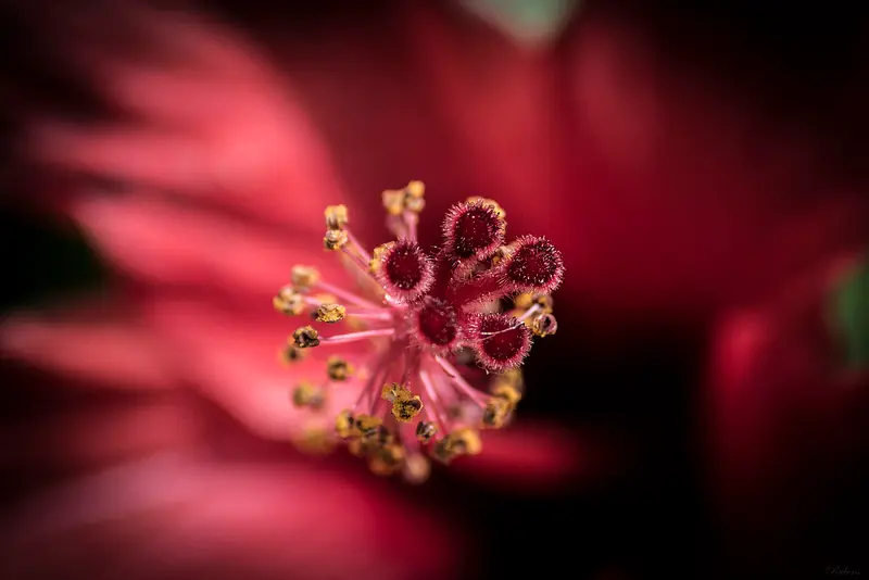 Fotografías propias - Nikon D3100 - 2