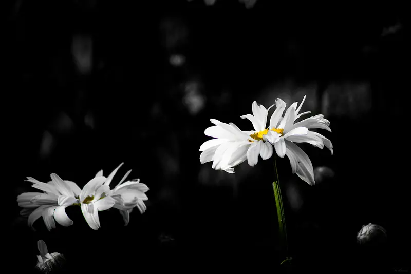 Fotografías propias - Nikon D3100 - 2