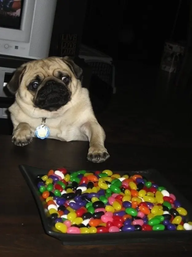 perros