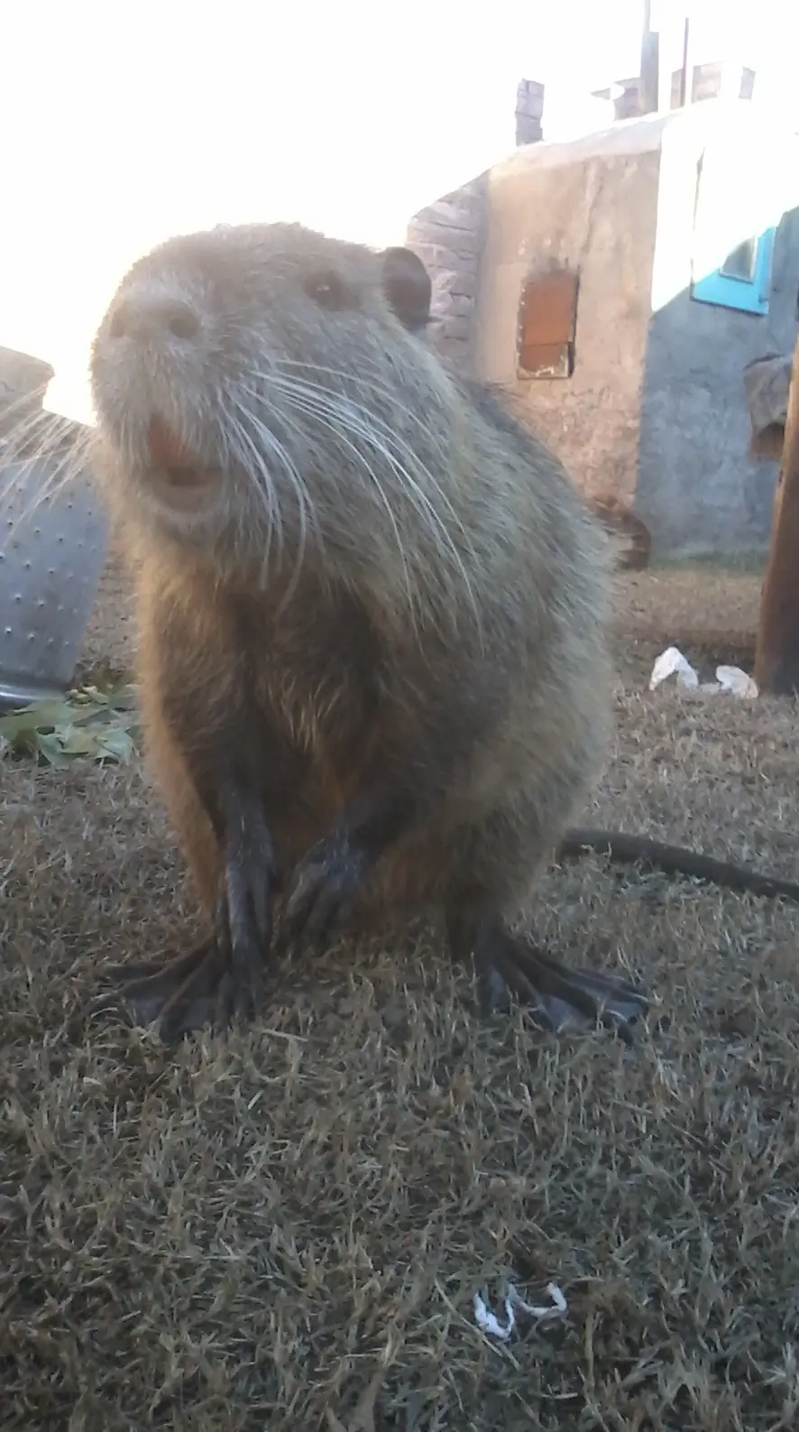 Te muestro como está ahora mi nutria mochilera: POLL