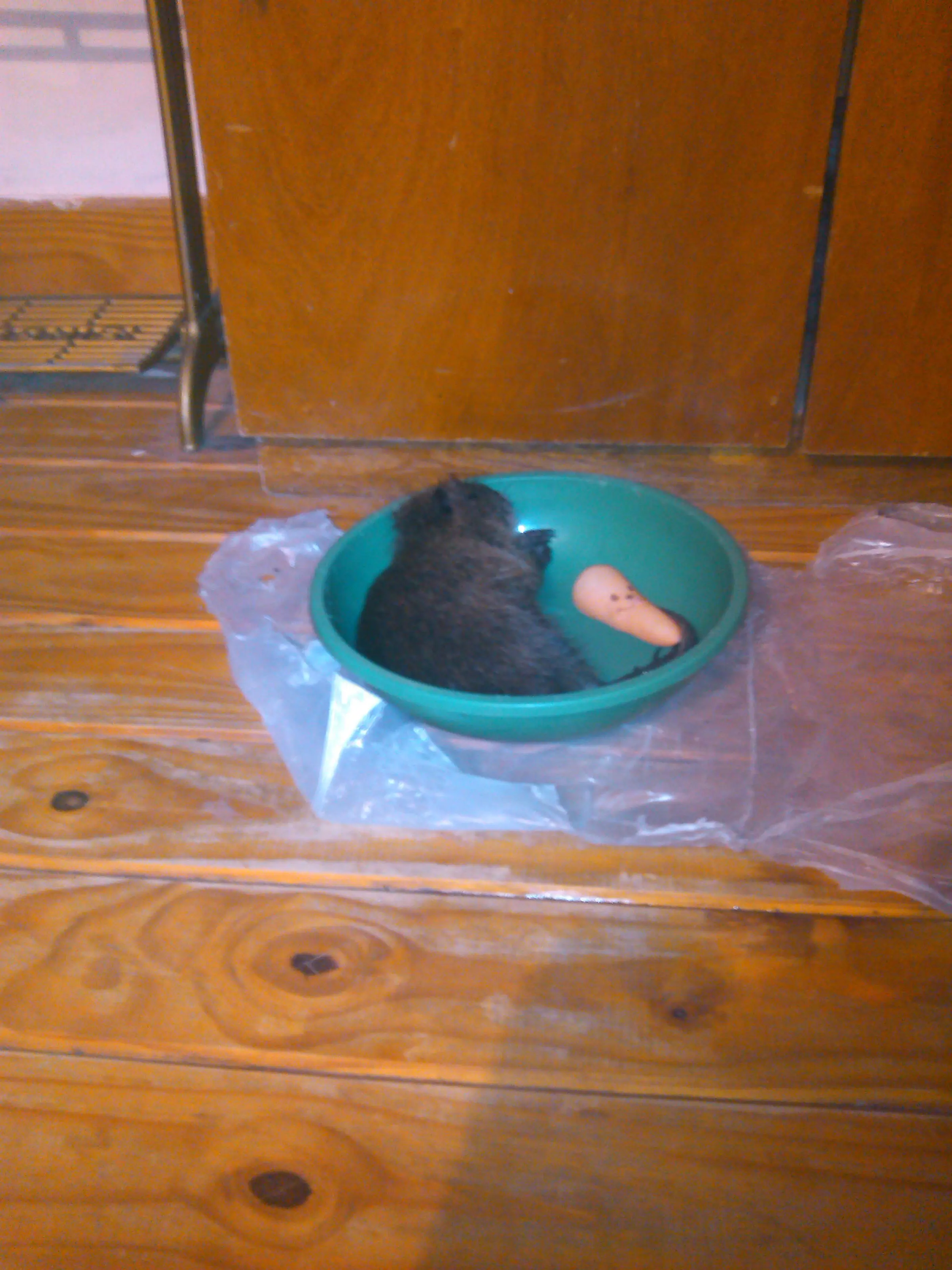 Te muestro como está ahora mi nutria mochilera: POLL