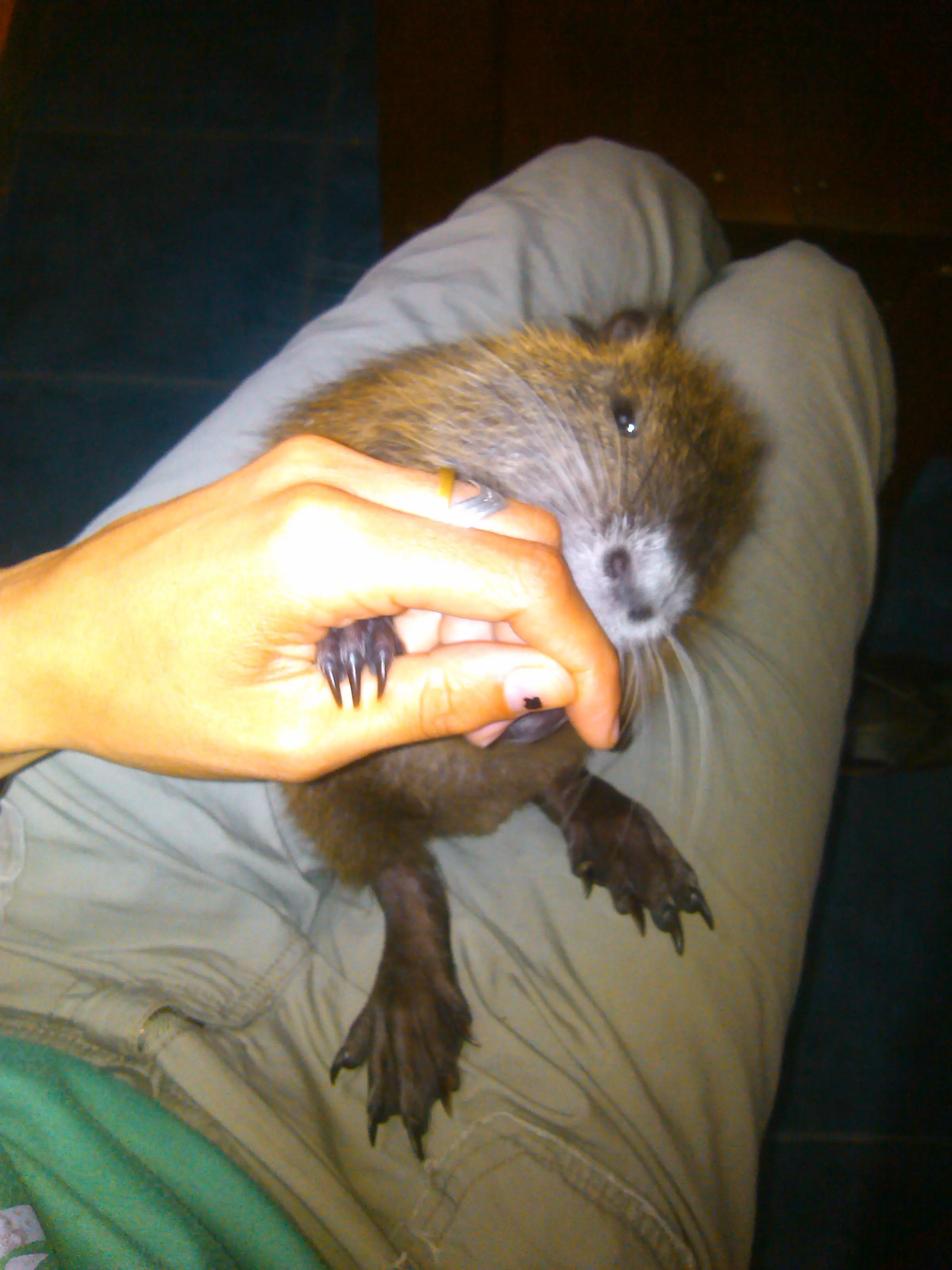 mochileros