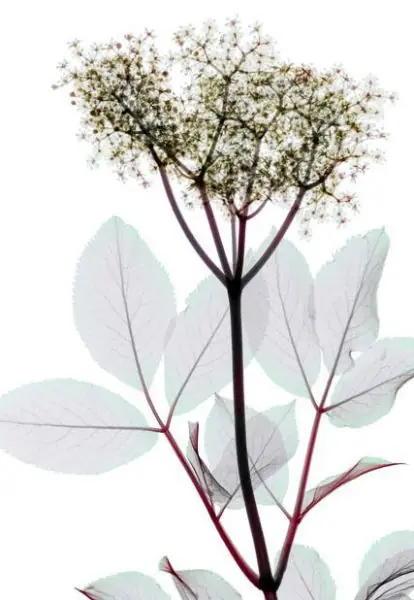 Rayos X y las Flores