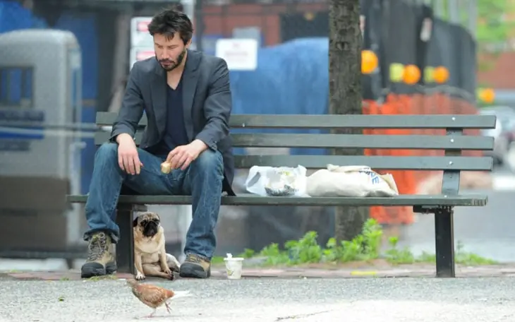 Internet trollea al pug más triste jamás fotografiado