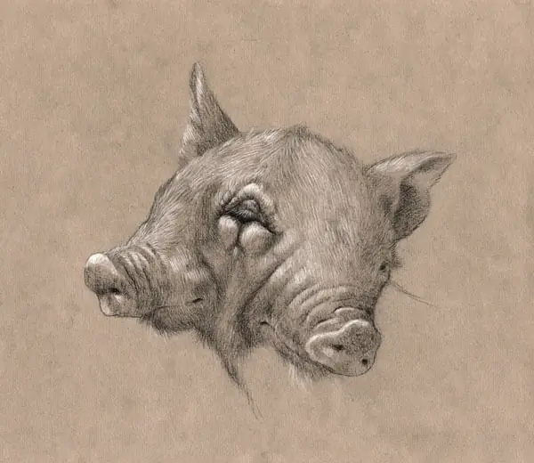 animales animales