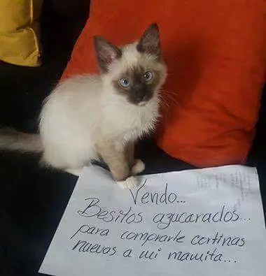 Animales trabajando para pagar cagadas