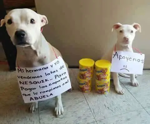 humor