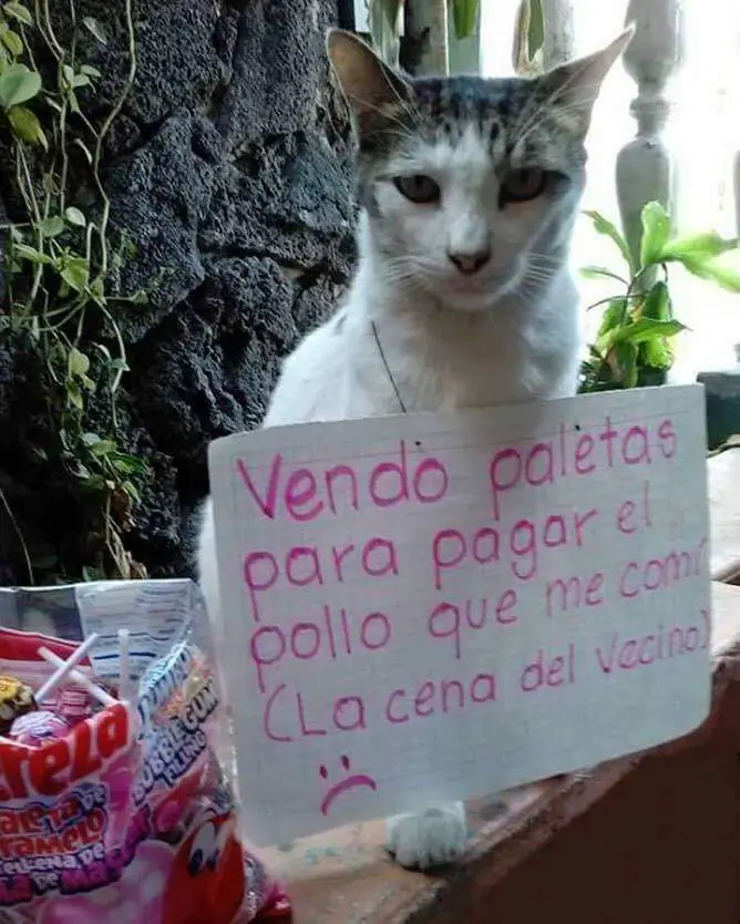 taringa