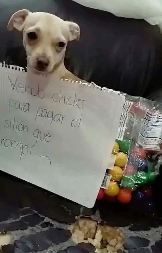 Animales