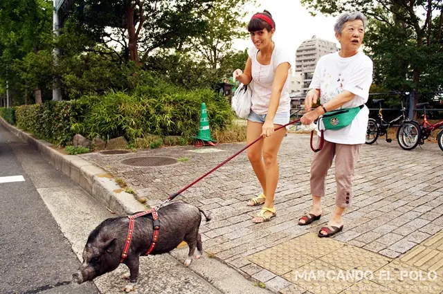 25 Cosas que quizas no sabias de Japon