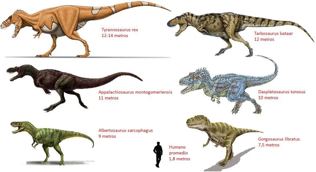 Los tiranosaurios