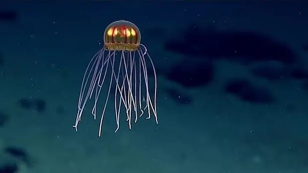 Una medusa de otro planeta aparece en una fosa Mariana