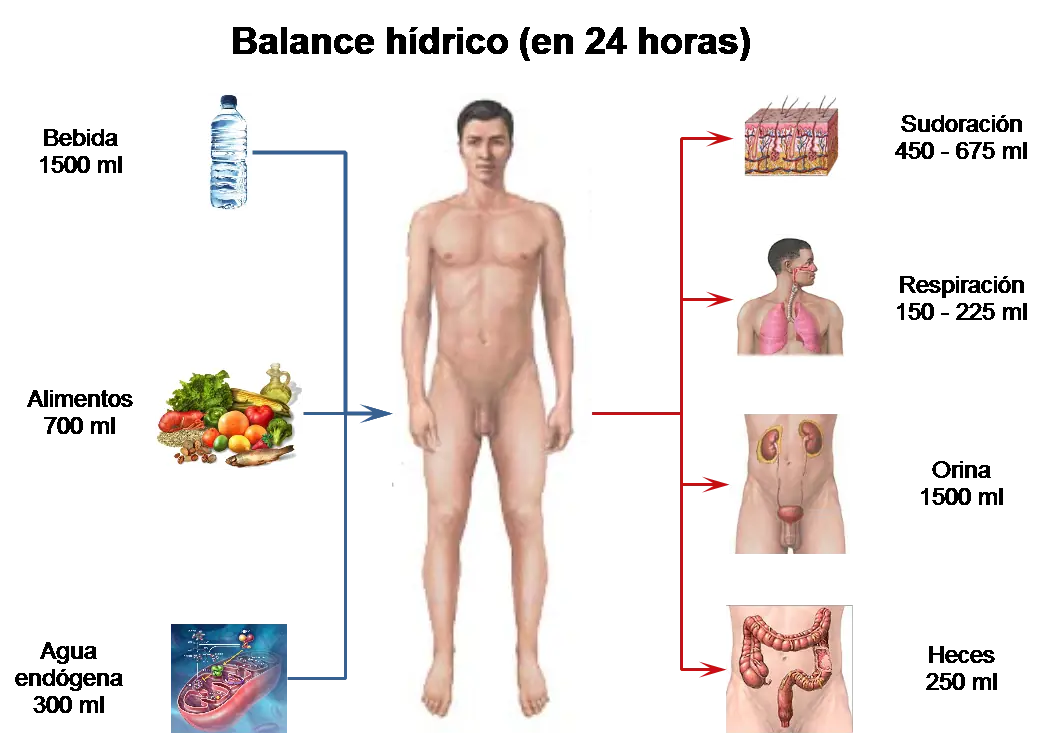 electrolitos del cuerpo humano