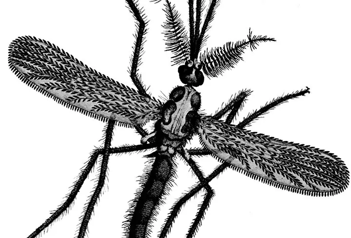 ¿Qué le pico a los dinosaurios?