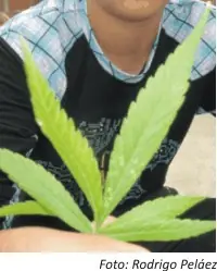 Cuidado con el tetrahidocanabinaide