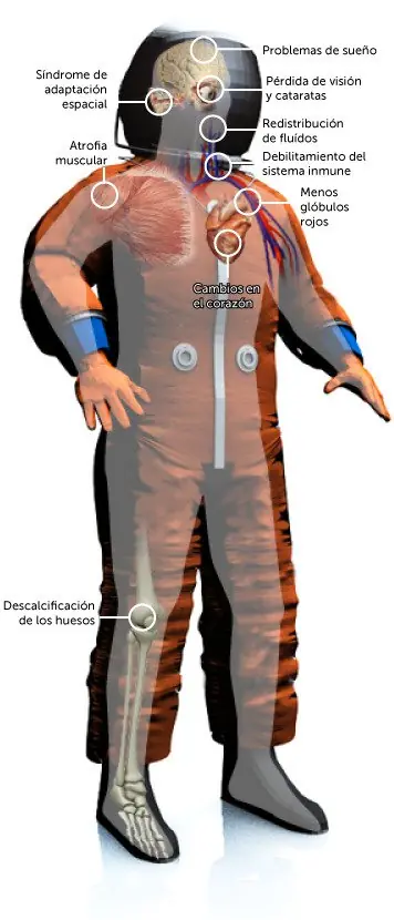 ¿Es posible entrenar en gravedad aumentada como Goku?