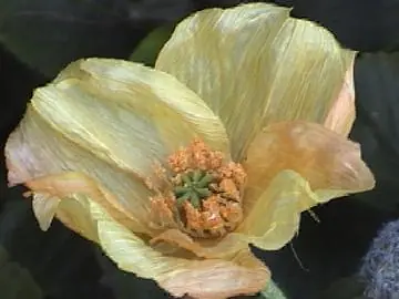 Cocaina